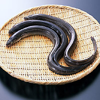 焼き穴子